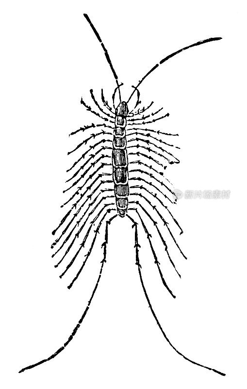 家蜈蚣(Scutigera Coleoptrata) - 19世纪